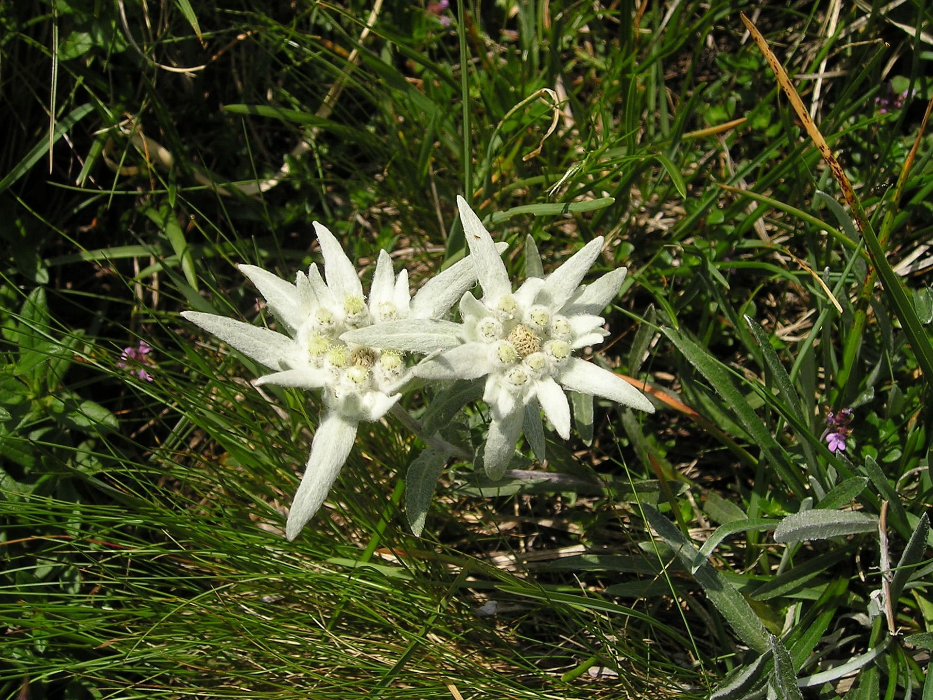 stella alpina